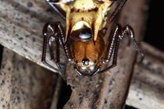 Micrathena acuta