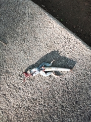 Aspidoscelis costatus