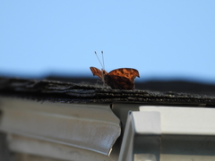 Polygonia progne