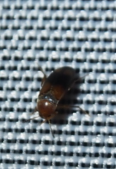 Anaspidinae