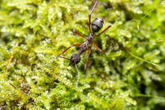 Dolichoderus attelaboides