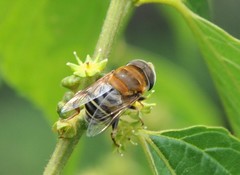 Palpada mexicana