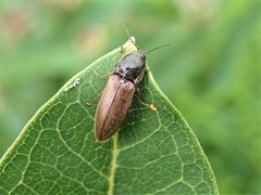 Hemicrepidius decoloratus