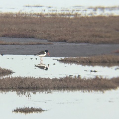 Haematopus palliatus