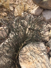 Polygala scoparioides