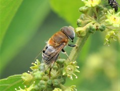 Palpada mexicana