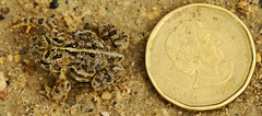 Anaxyrus hemiophrys