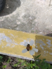 Apis mellifera