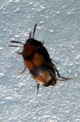 Anaspidinae