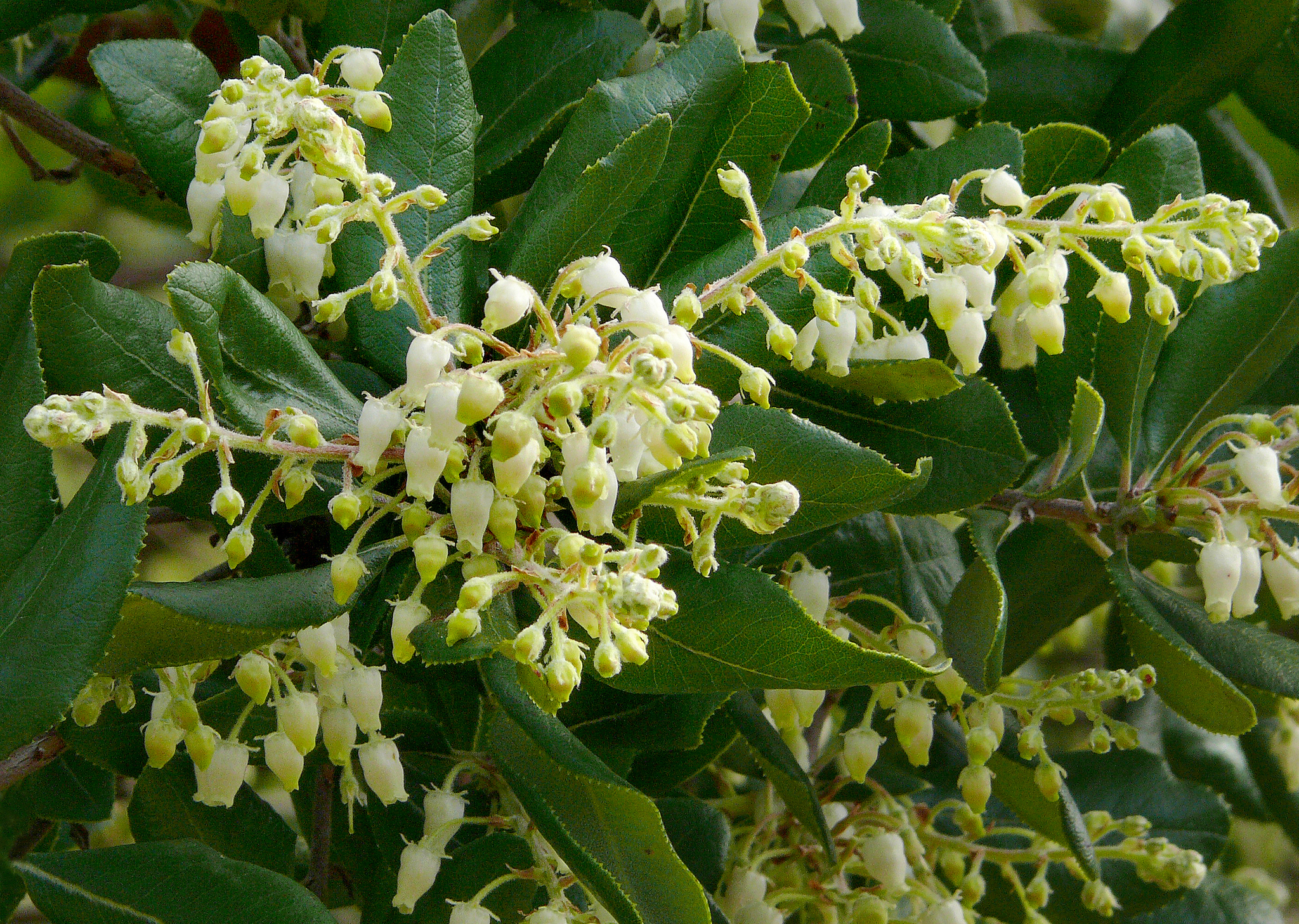 Comarostaphylis