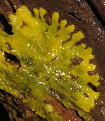 Physarum polycephalum