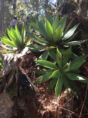 Agave chiapensis