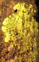 Physarum polycephalum