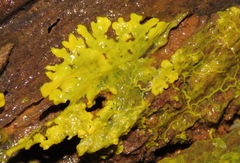 Physarum polycephalum