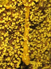 Physarum polycephalum