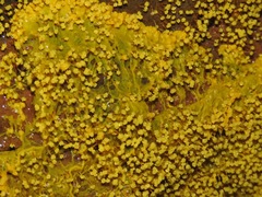 Physarum polycephalum