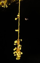 Physarum polycephalum