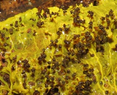 Physarum polycephalum