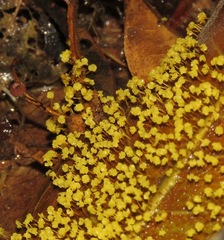 Physarum polycephalum