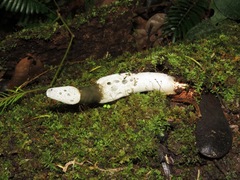 Staheliomyces cinctus