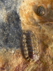 Acanthochitona fascicularis