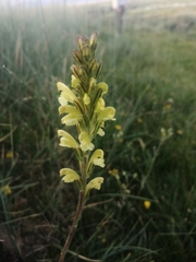 Pedicularis altaica