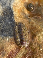 Acanthochitona fascicularis