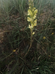 Pedicularis altaica