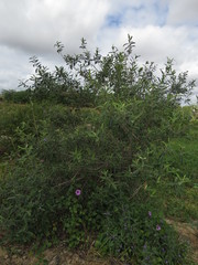 Vitex gardneriana