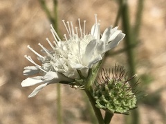 Pycnocomon rutifolium