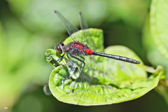 Leucorrhinia glacialis