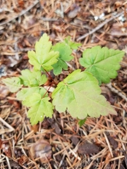 Acer circinatum