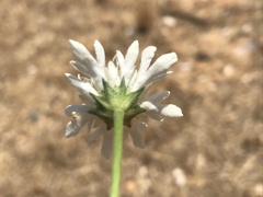 Pycnocomon rutifolium