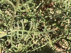 Pycnocomon rutifolium