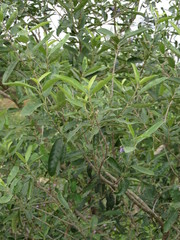 Vitex gardneriana