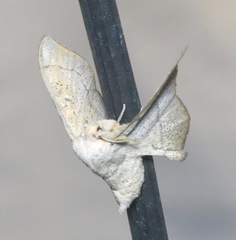 Cicinnus melsheimeri