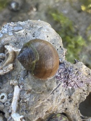 Littorina saxatilis