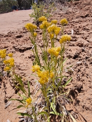 Petradoria pumila