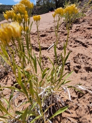 Petradoria pumila