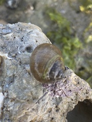 Littorina saxatilis