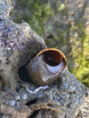 Littorina saxatilis