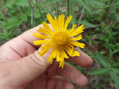 Helenium drummondii