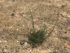 Pycnocomon rutifolium