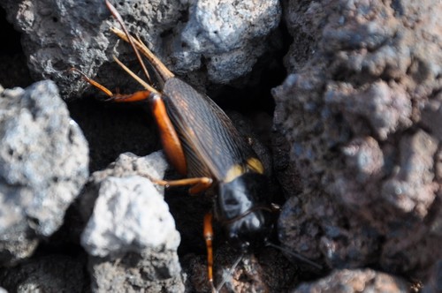 Southern Field Cricket photo 4