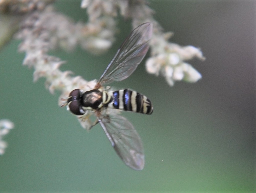 Allograpta falcata