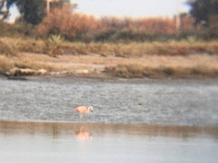 Phoenicopterus chilensis