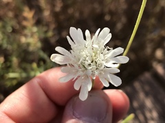 Pycnocomon rutifolium