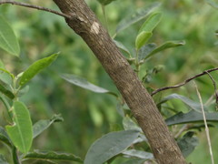 Vitex gardneriana