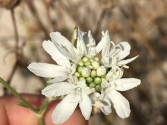 Pycnocomon rutifolium