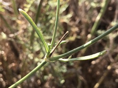 Pycnocomon rutifolium